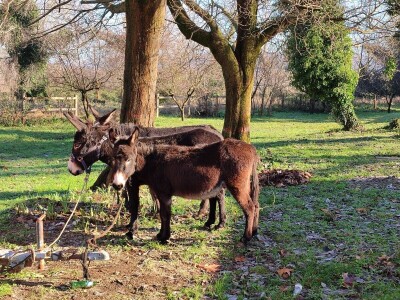 Utrka magaraca Čapljina