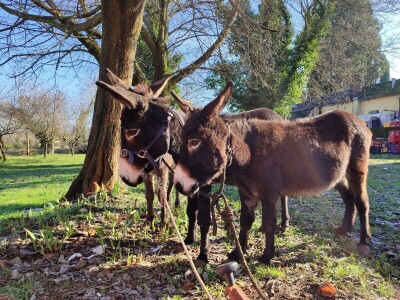 Utrka magaraca Čapljina