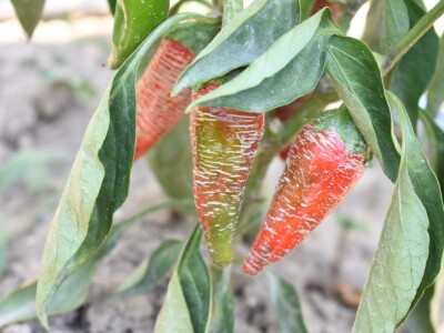 Uz bakine trikove u vrtu ne trebaju vještački pereparati Uz bakine trikove u vrtu ne trebaju vještački pereparati