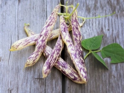 Uz bakine trikove u vrtu ne trebaju vještački pereparati Uz bakine trikove u vrtu ne trebaju vještački pereparati