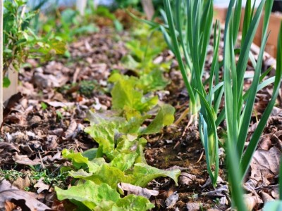 Uz bakine trikove u vrtu ne trebaju vještački pereparati Uz bakine trikove u vrtu ne trebaju vještački pereparati