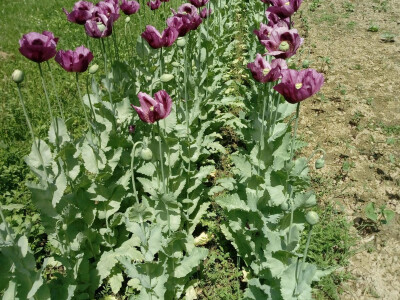 Uz bakine trikove u vrtu ne trebaju vještački pereparati Uz bakine trikove u vrtu ne trebaju vještački pereparati