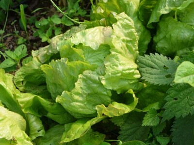 Uz bakine trikove u vrtu ne trebaju vještački pereparati Uz bakine trikove u vrtu ne trebaju vještački pereparati