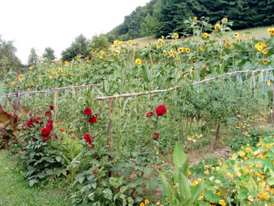 Uz bakine trikove u vrtu ne trebaju vještački pereparati Uz bakine trikove u vrtu ne trebaju vještački pereparati