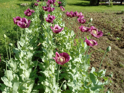 Uz bakine trikove u vrtu ne trebaju vještački pereparati Uz bakine trikove u vrtu ne trebaju vještački pereparati