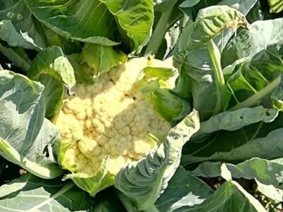 Uz ovakve mališane, svijet ostaje u sigurnim rukama