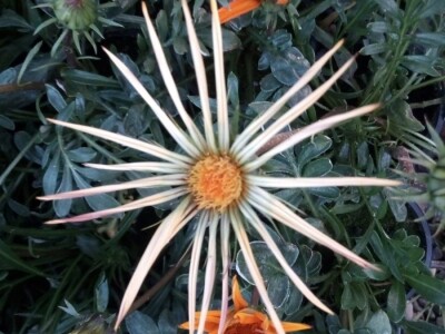 Uz presadnice dobijete i savjet