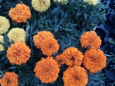 Uz presadnice dobijete i savjet