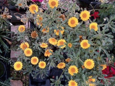 Uz presadnice dobijete i savjet