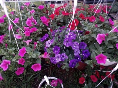 Uz presadnice dobijete i savjet