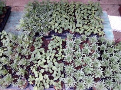 Uz presadnice dobijete i savjet