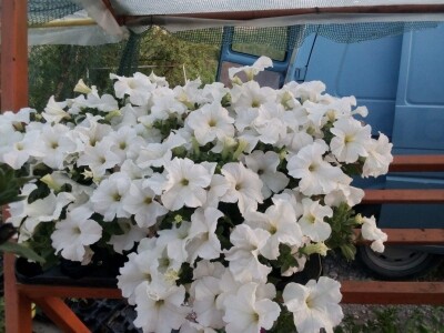 Uz presadnice dobijete i savjet