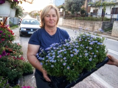 Uz presadnice dobijete i savjet