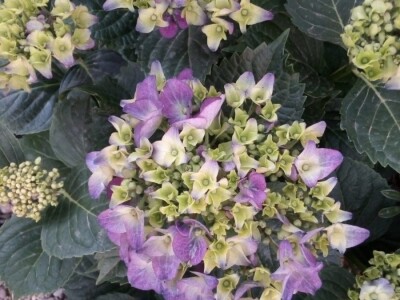 Uz presadnice dobijete i savjet