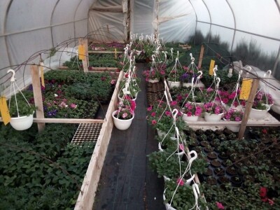 Uz presadnice dobijete i savjet