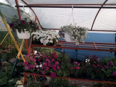 Uz presadnice dobijete i savjet