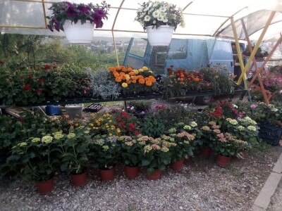 Uz presadnice dobijete i savjet