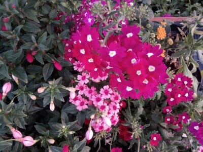 Uz presadnice dobijete i savjet