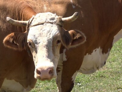 Uz više svetlosti i vazduha u stajama do bolje mlečnosti krava