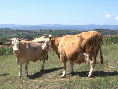 Uz više svetlosti i vazduha u stajama do bolje mlečnosti krava