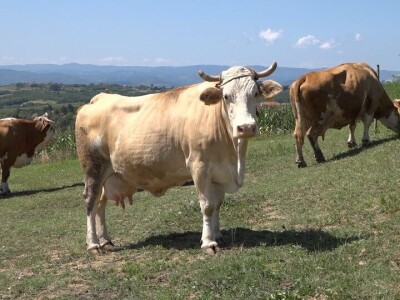 Uz više svetlosti i vazduha u stajama do bolje mlečnosti krava