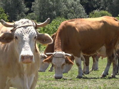 Uz više svetlosti i vazduha u stajama do bolje mlečnosti krava