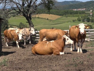 Uz više svetlosti i vazduha u stajama do bolje mlečnosti krava