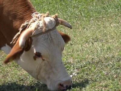 Uz više svetlosti i vazduha u stajama do bolje mlečnosti krava