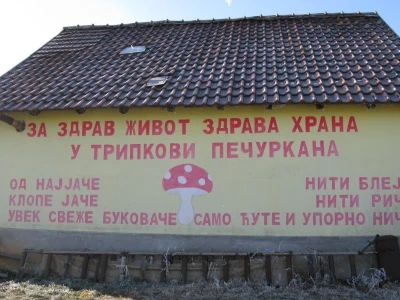 Uzgajanje bukovča