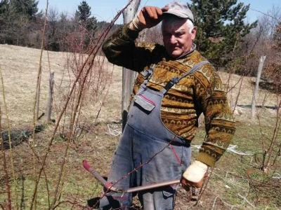 Uzgajanje šipurka