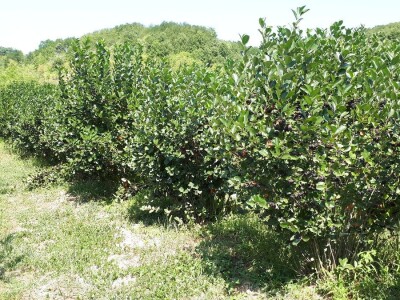 Uzgajivači aronije na mukama – otkupna cena kao troškovi berbe