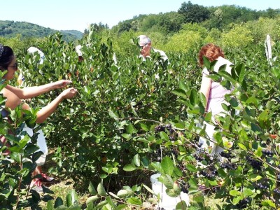 Uzgajivači aronije na mukama – otkupna cena kao troškovi berbe