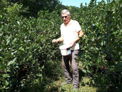 Uzgajivači aronije na mukama – otkupna cena kao troškovi berbe