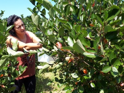 Uzgajivači aronije na mukama – otkupna cena kao troškovi berbe