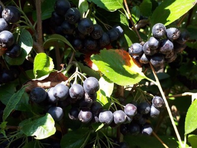 Uzgajivači aronije na mukama – otkupna cena kao troškovi berbe