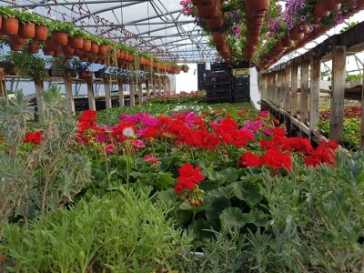 Uzgajivači cvijeća i ljekovitog bilja u problemu – skoro dvije trećine robe nemaju gdje prodati