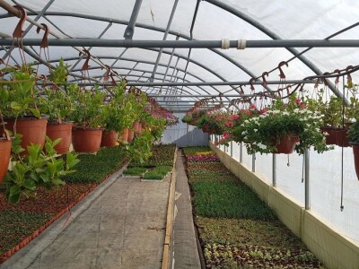 Uzgajivači cvijeća i ljekovitog bilja u problemu – skoro dvije trećine robe nemaju gdje prodati