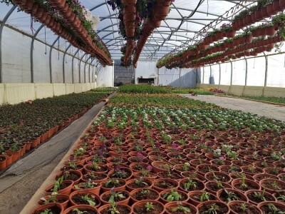 Uzgajivači cvijeća i ljekovitog bilja u problemu – skoro dvije trećine robe nemaju gdje prodati