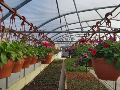 Uzgajivači cvijeća i ljekovitog bilja u problemu – skoro dvije trećine robe nemaju gdje prodati