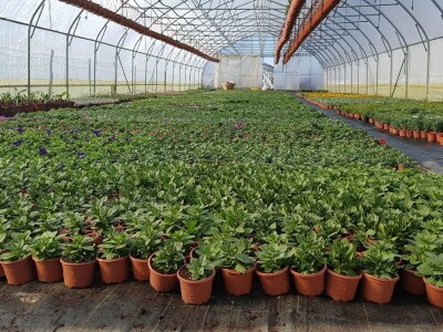 Uzgajivači cvijeća i ljekovitog bilja u problemu – skoro dvije trećine robe nemaju gdje prodati