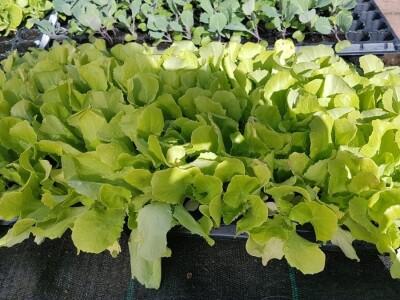 Uzgajivači cvijeća i ljekovitog bilja u problemu – skoro dvije trećine robe nemaju gdje prodati