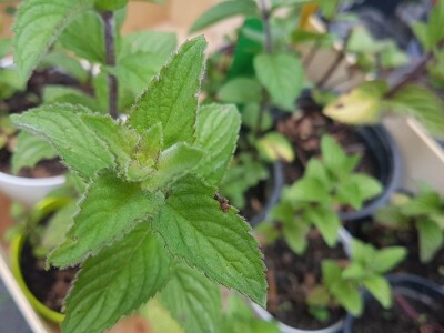 Uzgajivači cvijeća i ljekovitog bilja u problemu – skoro dvije trećine robe nemaju gdje prodati