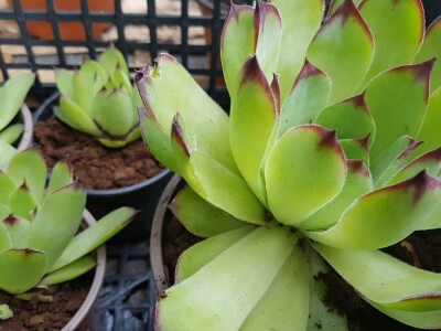 Uzgajivači cvijeća i ljekovitog bilja u problemu – skoro dvije trećine robe nemaju gdje prodati