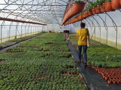 Uzgajivači cvijeća i ljekovitog bilja u problemu – skoro dvije trećine robe nemaju gdje prodati