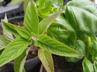 Uzgajivači cvijeća i ljekovitog bilja u problemu – skoro dvije trećine robe nemaju gdje prodati