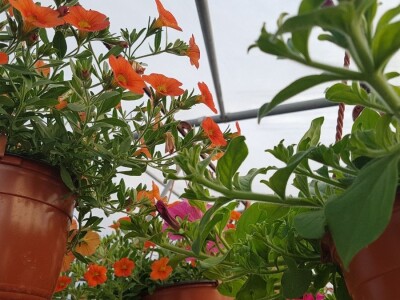 Uzgajivači cvijeća i ljekovitog bilja u problemu – skoro dvije trećine robe nemaju gdje prodati