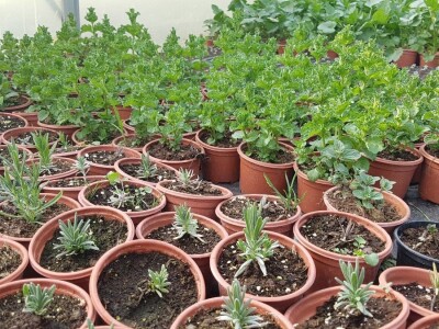 Uzgajivači cvijeća i ljekovitog bilja u problemu – skoro dvije trećine robe nemaju gdje prodati