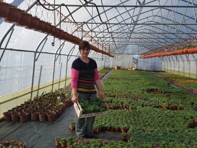 Uzgajivači cvijeća i ljekovitog bilja u problemu – skoro dvije trećine robe nemaju gdje prodati