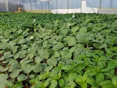 Uzgajivači cvijeća i ljekovitog bilja u problemu – skoro dvije trećine robe nemaju gdje prodati