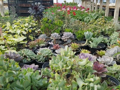 Uzgajivači cvijeća i ljekovitog bilja u problemu – skoro dvije trećine robe nemaju gdje prodati